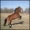 Avatar-animado-Animal-662.gif