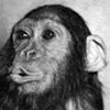 Avatar-animado-Animal-68.gif