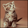 Avatar-animado-Animal-681.gif