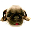 Avatar-animado-Animal-704.gif