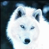Avatar-animado-Animal-705.gif