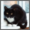 Avatar-animado-Animal-720.gif