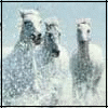 Avatar-animado-Animal-730.gif
