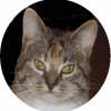 Avatar-animado-Animal-735.gif