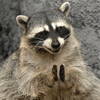Avatar-animado-Animal-754.gif