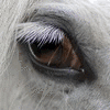 Avatar-animado-Animal-756.gif