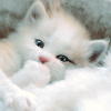 Avatar-animado-Animal-760.gif
