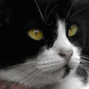 Avatar-animado-Animal-763.gif