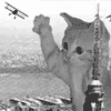 Avatar-animado-Animal-767.gif