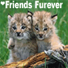 Avatar-animado-Animal-770.gif