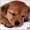 Avatar-animado-Animal-791.gif