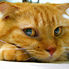 Avatar-animado-Animal-794.gif