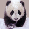 Avatar-animado-Animal-798.gif