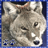 Avatar-animado-Animal-806.gif
