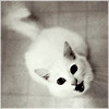 Avatar-animado-Animal-809.gif