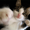 Avatar-animado-Animal-832.gif