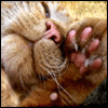 Avatar-animado-Animal-844.gif