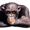 Avatar-animado-Animal-851.gif