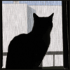 Avatar-animado-Animal-852.gif