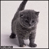Avatar-animado-Animal-856.gif