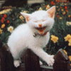 Avatar-animado-Animal-864.gif