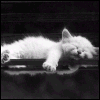 Avatar-animado-Animal-888.gif