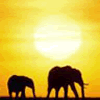 Avatar-animado-Animal-89.gif