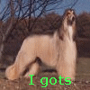 Avatar-animado-Animal-896.gif