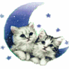 Avatar-animado-Animal-901.gif