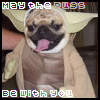 Avatar-animado-Animal-902.gif