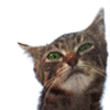 Avatar-animado-Animal-908.gif