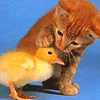 Avatar-animado-Animal-909.gif