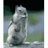 Avatar-animado-Animal-921.gif