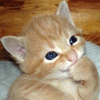 Avatar-animado-Animal-929.gif