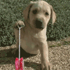 Avatar-animado-Animal-936.gif