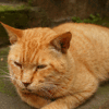 Avatar-animado-Animal-941.gif