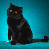 Avatar-animado-Animal-954.gif