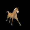 Avatar-animado-Animal-959.gif