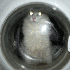 Avatar-animado-Animal-960.gif