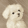 Avatar-animado-Animal-994.gif