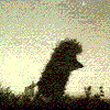 Avatar-animado-Animal-997.gif