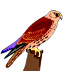 Avatar-animado-Ave-132.gif