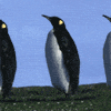 Avatar-animado-Ave-144.gif