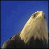 Avatar-animado-Ave-179.gif