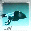 Avatar-animado-Ave-189.gif