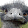 Avatar-animado-Ave-24.gif