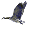 Avatar-animado-Ave-64.gif