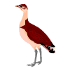 Avatar-animado-Ave-75.gif