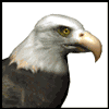 Avatar-animado-Ave-81.gif