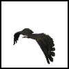 Avatar-animado-Ave-90.gif